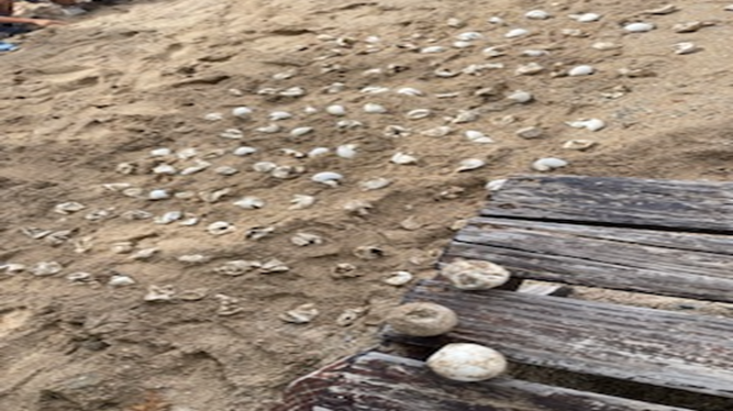 16-挖掘及清點海龜數量