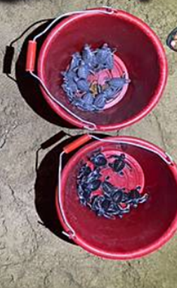 14-協助海龜回歸大海